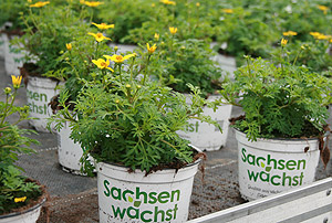 Sachsen wächst