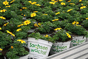 Sachsen wächst