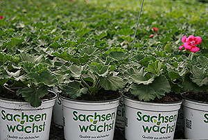 Sachsen wächst